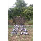 Chasse aux pigeons en Angleterre / Ecosse