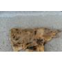 taxidermie cape de porc tachet�e