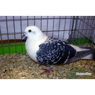 Satin __00001_satin-truite-pigeon-race-