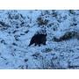 Chasse � l'approche et � l'aff�t