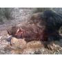 ACTION CHASSE SANGLIER DANS L'HERAULT
