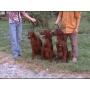 JEUNES SETTERS IRLANDAIS DRESSES CHASSE
