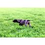 Chiots braque allemand LOF