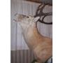 superbe cerf au brame 12 corps