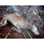 action chasse 2013/2014  ARC en BARROIS (52)
