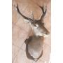 Tr�s belle t�te de cerf de dix-cors et demi naturalis�e pour 300�