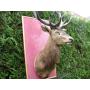 tete de cerf de 230kg chass� en foret de Fontainebleau