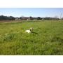 CHIOTS SETTER ANGLAIS