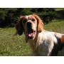 vends setter Anglais femelle