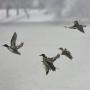 CHASSE GIBIER D'EAU CANARDS ET OIES EN HONGRIE