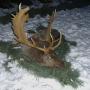 CHASSE GRANDS TROPHEES DE DAIMS EN HONGRIE
