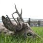 CHASSE BROCARD A TETE BIZARDE EN HONGRIE