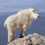 CHASSE CHEVRE DE MONTAGNE - CANADA