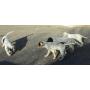VENDS CHIOTS SETTER ANGLAIS TRICOLORES