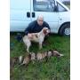 chiots setter anglais