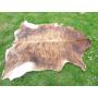 Tr�s belle peau de buffle  chasse taxidermie
