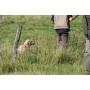 M�le Setter anglais LOF D�bourr�