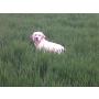 M�le Setter anglais LOF D�bourr�