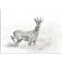 Joli photocopie d'un fusain brocard chasse troph�e taxidermie