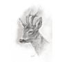 Joli photocopie d'un fusain brocard chasse troph�e taxidermie