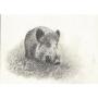 Joli photocopie d'un fusain de sanglier chasse troph�e taxidermie