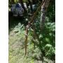 Black widow Autumn Oak60#@28