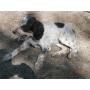 chiots setter anglais lof