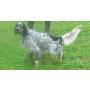 setter anglais