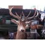 TETE DE CERF