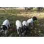 Chiots Braque d'Auvergne