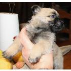 Chiots Cain Terrier