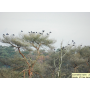 Offre service de destruction des corvid�s