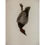 canard milouin naturalis�