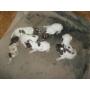 Vend chiots braque Fran�ais type GASCOGNE