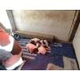 Chiots braques fran�ais pyr�n�ens