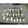 Lot de 21 troph�es de chevreuil chasse taxidermie brocard !!!!!!    SANS RESERVE !!!!!!!!