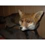 RENARD