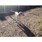 particulier vend chien