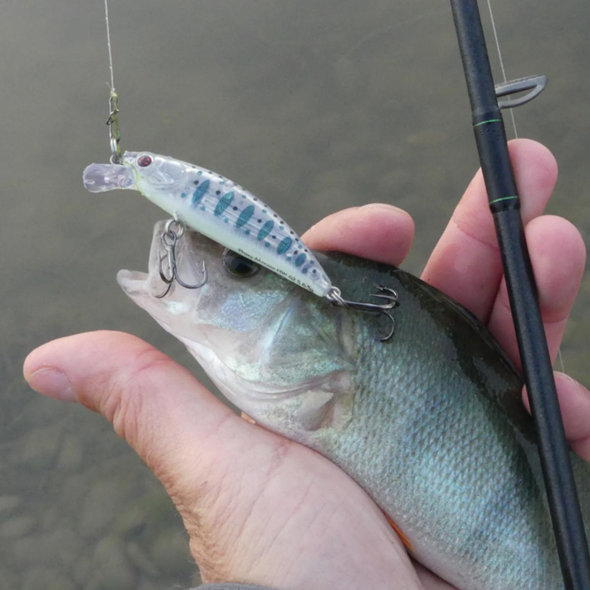 Test du Phoxy Spybait, de Sakura - Peche et Poissons  Carnassiers, carpe,  truite, mer, coup… Toute l'actu de la pêche