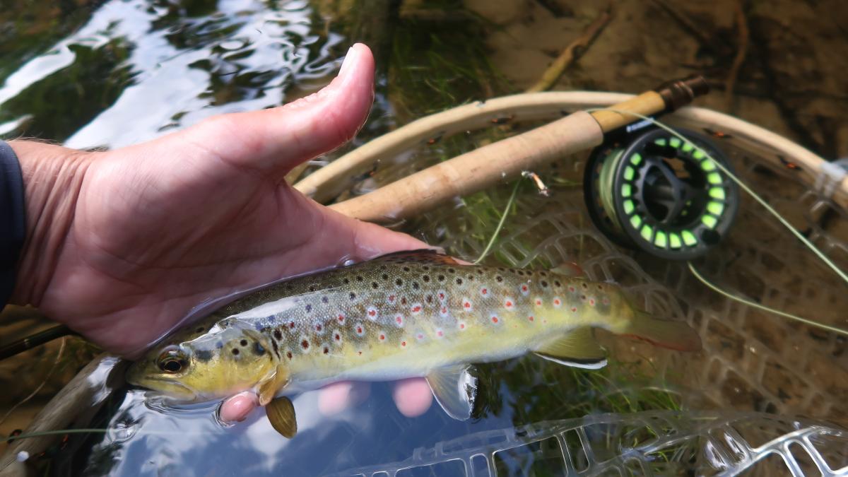 Moulinet de pêche à la mouche , automatique , SHAKESPEARE TRU-ARTT - Sport & Plein air