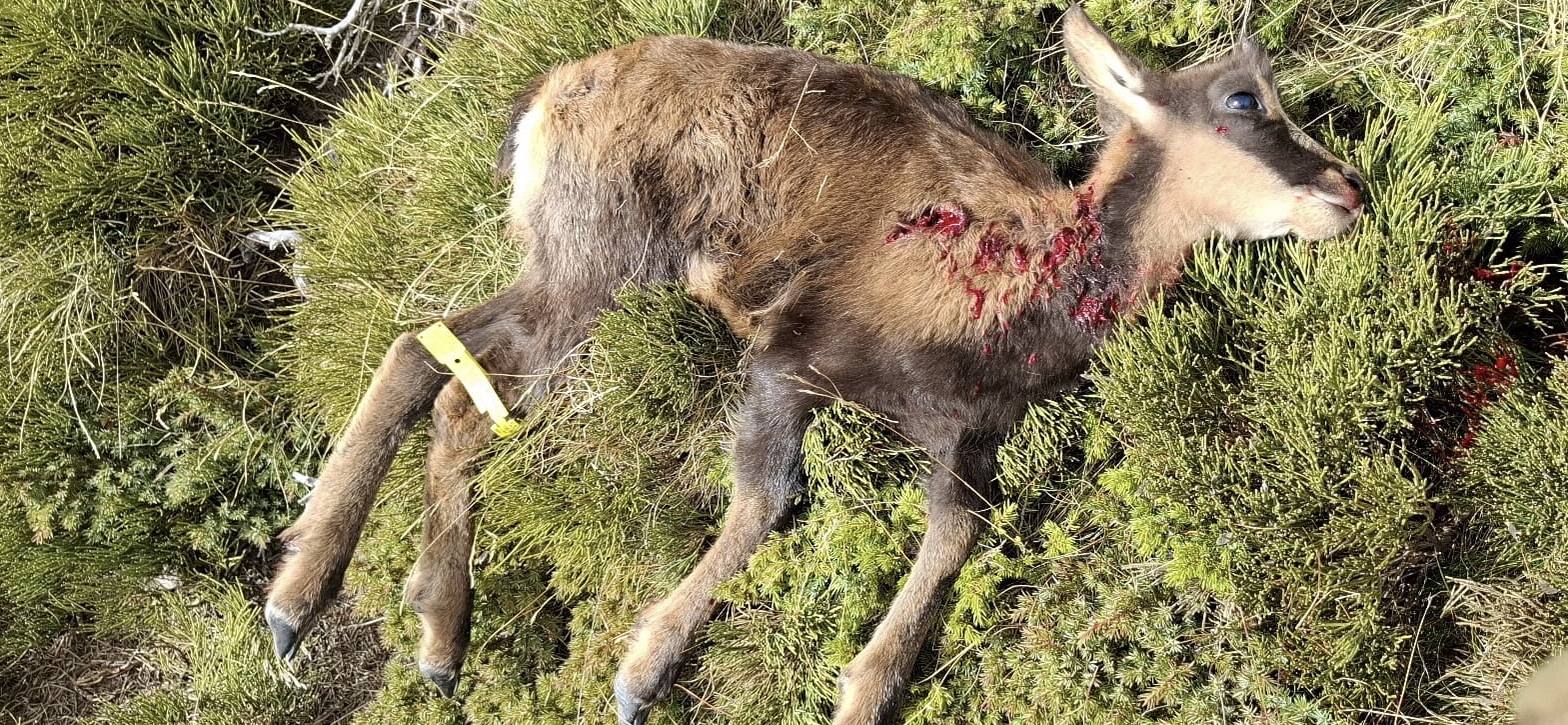  tir d'une Blade Pro de calibre .308 Win 130 grains  227 mtre