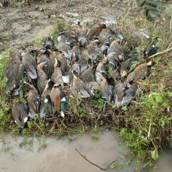 CHASSE EN DIRECT AVEC GUIDES ARGENTINS