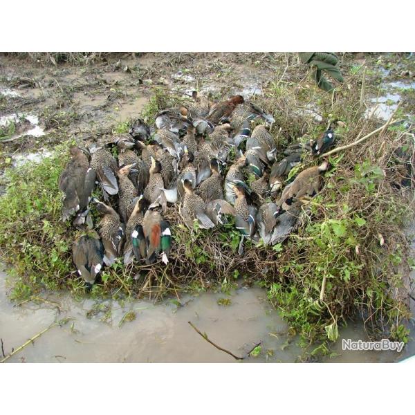 CHASSE EN DIRECT AVEC GUIDES ARGENTINS