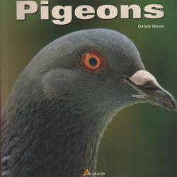 pigeons de corinne chesne