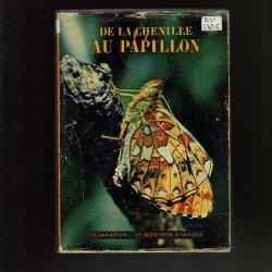 de la chenille au papillon