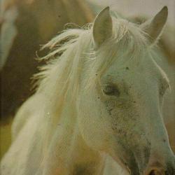 le monde fascinant des chevaux. grund