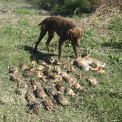 CHASSE ARGENTINE (cherche à former un groupe)