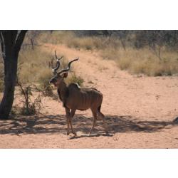 Vend Séjour de chasse en Afrique de Sud