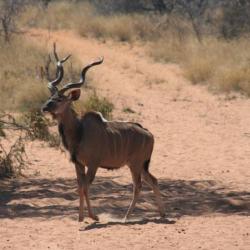 Vend Séjour de chasse en Afrique de Sud