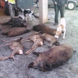 JOURNEE DE CHASSE AUX SANGLIERS DANS L'HERAULT